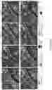 Fig. 11 - Joint deep learning for land cover and land use classification