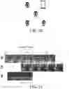 Fig. 20 - Creating a Digital Media File with Highlights of Multiple Media Files Relating to a Same Period of Time