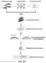 Fig. 11 - Synthetic 5' UTR sequences, and high-throughput engineering and screening thereof