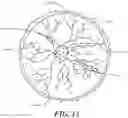 Fig. 10 - Telemedicine system with dynamic imaging