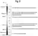 Fig. 03 - Method and system for assisting pathologist identification of tumor cells in magnified tissue images