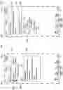 Fig. 20 - INTERFACES DISPLAYING PATIENT DATA