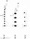 Fig. 07 - Method for thinning solid body layers provided with components