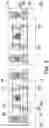 Fig. 13 - Semiconductor chip, package structure, and pacakge-on-package structure