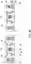 Fig. 16 - Semiconductor chip, package structure, and pacakge-on-package structure