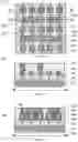 Fig. 12 - FinFETs having gates parallel to fins