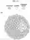 Fig. 02 - ELECTRODE CATALYST FOR FUEL CELLS AND METHOD OF MANUFACTURING THE SAME