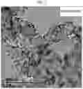 Fig. 04 - ELECTRODE CATALYST FOR FUEL CELLS AND METHOD OF MANUFACTURING THE SAME