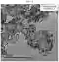 Fig. 06 - ELECTRODE CATALYST FOR FUEL CELLS AND METHOD OF MANUFACTURING THE SAME