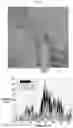 Fig. 07 - ELECTRODE CATALYST FOR FUEL CELLS AND METHOD OF MANUFACTURING THE SAME
