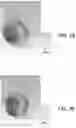 Fig. 05 - Patch antenna for millimeter wave communications