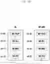 Fig. 25 - Structure of MAC sub-header for supporting next generation mobile communication system and method and apparatus using the same