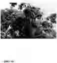 Fig. 07 - Pongamia varieties