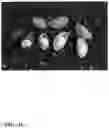 Fig. 08 - Pongamia varieties