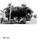 Fig. 16 - Pongamia varieties