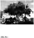 Fig. 22 - Pongamia varieties