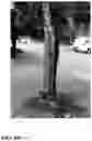 Fig. 32 - Pongamia varieties