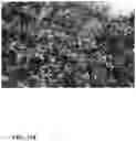Fig. 44 - Pongamia varieties
