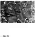 Fig. 47 - Pongamia varieties