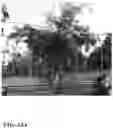 Fig. 49 - Pongamia varieties