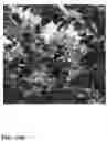 Fig. 65 - Pongamia varieties