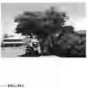 Fig. 75 - Pongamia varieties
