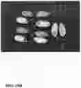 Fig. 82 - Pongamia varieties