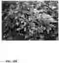 Fig. 84 - Pongamia varieties