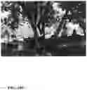 Fig. 86 - Pongamia varieties