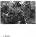 Fig. 97 - Pongamia varieties