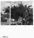Fig. 02 - Pongamia tree named 'K207'