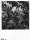 Fig. 03 - Pongamia tree named 'K207'