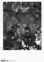 Fig. 04 - Pongamia tree named 'K207'