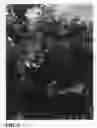 Fig. 06 - Pongamia tree named 'K207'