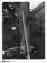 Fig. 07 - Pongamia tree named 'K207'