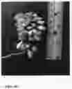 Fig. 11 - Pongamia tree named 'K207'