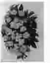 Fig. 02 - Impatiens 'DIMPSHABO'
