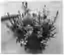 Fig. 01 - Gaura plant named 'DGASTEFBP'