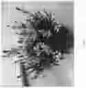 Fig. 02 - Gaura plant named 'DGASTEFBP'