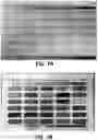 Fig. 07 - Peanut maturity grading systems and methods
