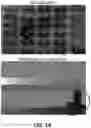 Fig. 13 - Peanut maturity grading systems and methods