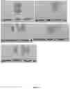 Fig. 06 - TERMITE REPELLENT AND WORD PROTECTOR