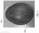 Fig. 06 - Compounds and formulations for protective coatings