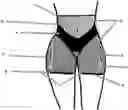 Fig. 01 - Convex Padded Hip Enhancing Garment