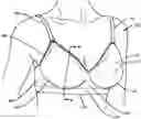 Fig. 01 - Upper and lower torso garments having an improved band