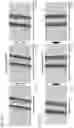 Fig. 13 - WIG AND PROCESS FOR PREPARING A WIG
