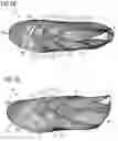 Fig. 02 - Shoe upper