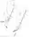 Fig. 05 - MATHIS LAPAROSCOPIC INGUINAL HERNIA ILLUMINATOR