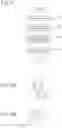 Fig. 19 - Spinal-column arrangement estimation-apparatus, spinal-column arrangement estimation method, and spinal-column arrangement estimation program