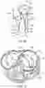 Fig. 68 - METHODS AND DEVICES FOR VENTRICULAR RESHAPING AND HEART VALVE RESHAPING